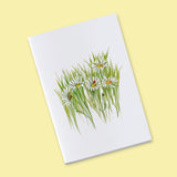 Petit carnet - Marguerites