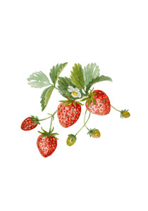 Petit carnet - Fraises