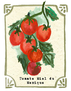 Graines en Liberté - Tomato Miel du Mexique