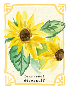 Graines en Liberté - Tournesol décoratif