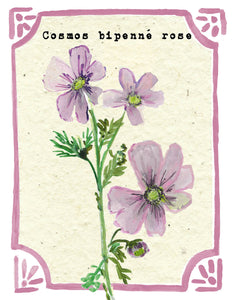 Graines en Liberté - Cosmos bipenné rose