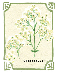 Graines en Liberté - Gypsophile