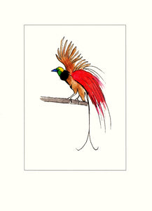 Papersheep - Raggi's bird of paradise (bird)