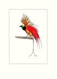 Papersheep - Raggi's bird of paradise (bird)
