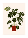 Beautiful Plants - Monstera