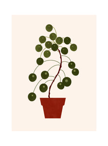 Beautiful Plants - Pilea