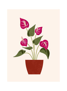 Beautiful Plants - Anthurium